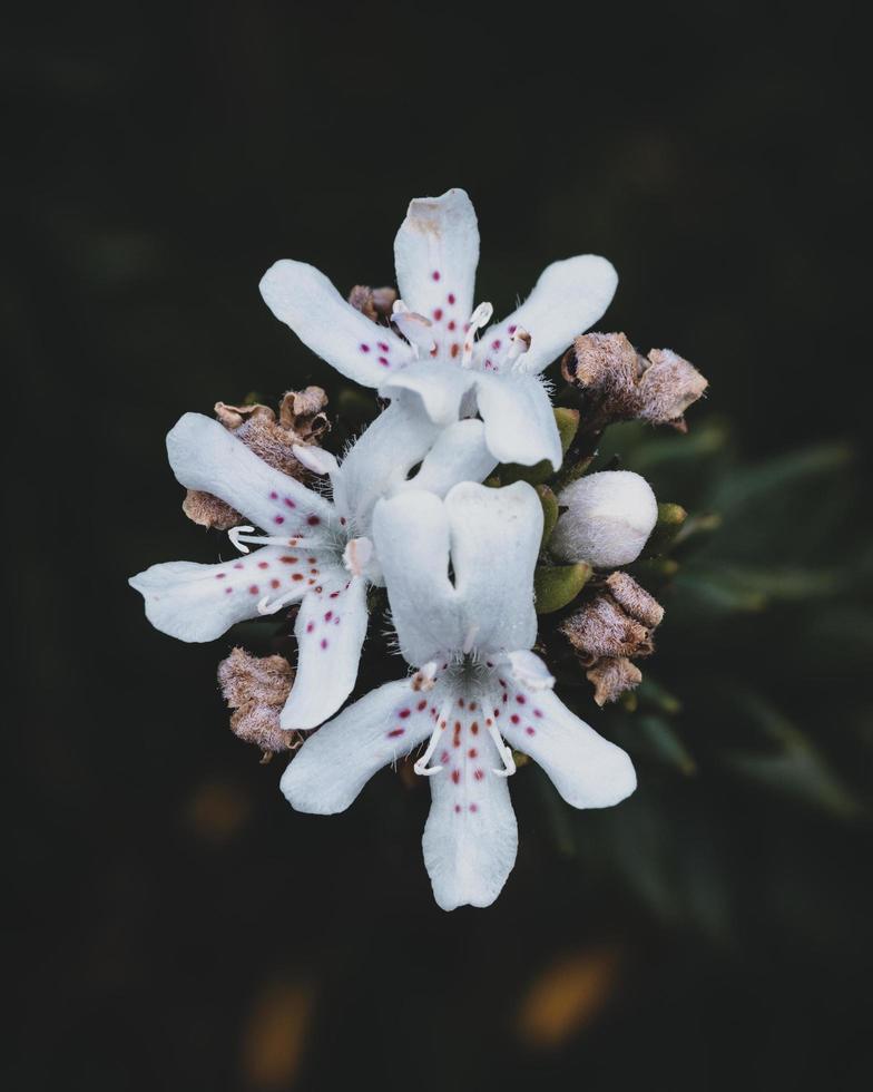 fiori bianchi con petali foto