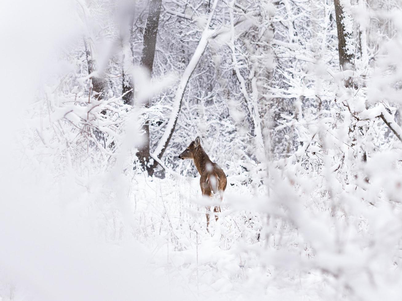 giovane cervo nella neve foto