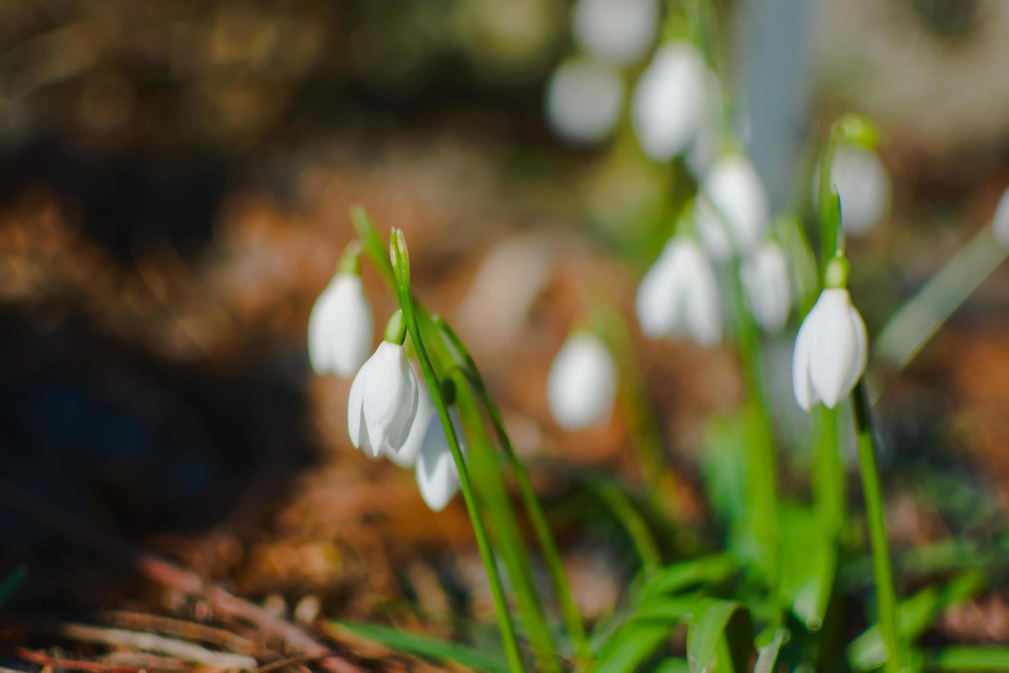 fiore di croco bianco foto