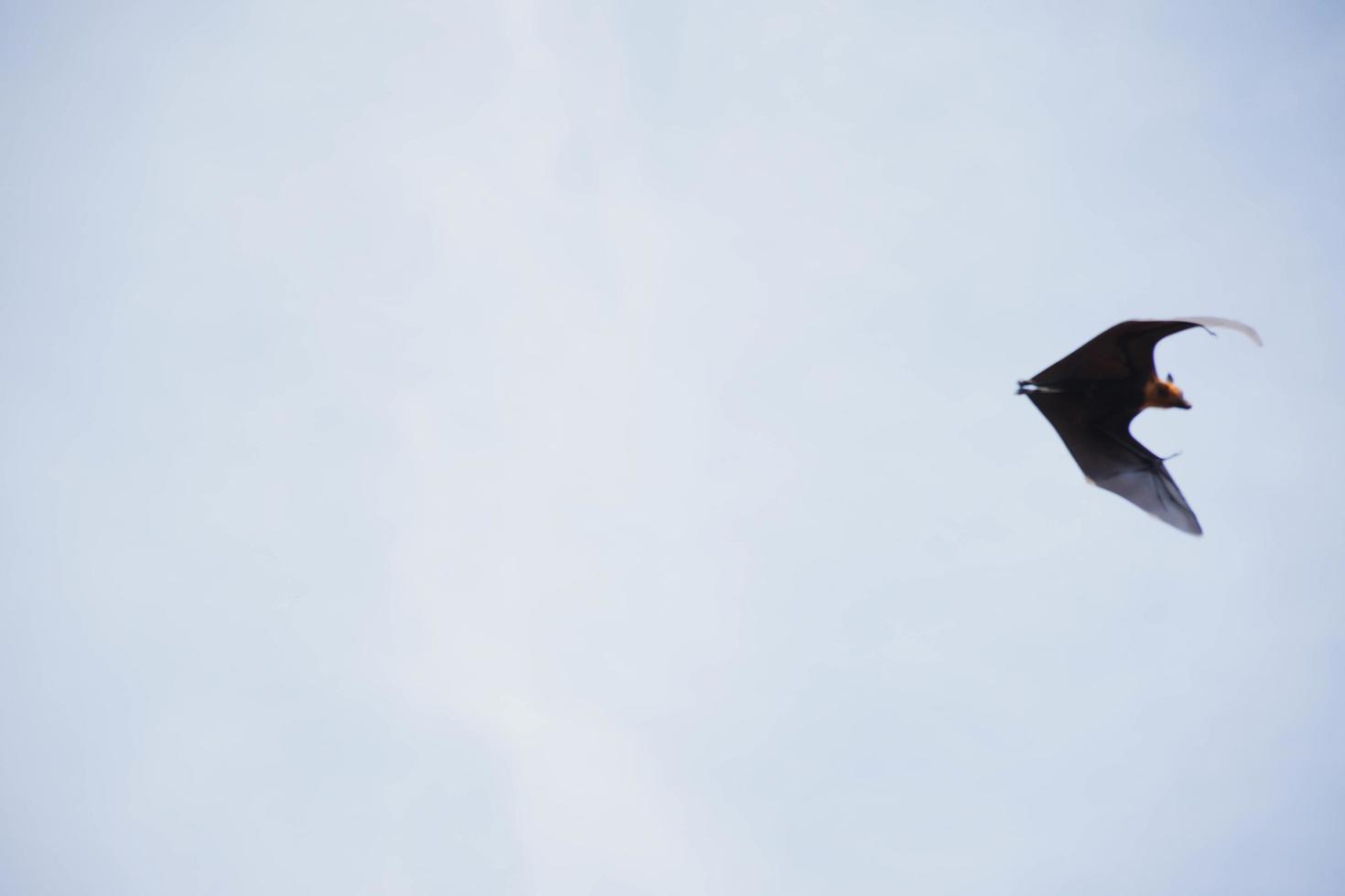 pipistrelli vita nel il foresta foto