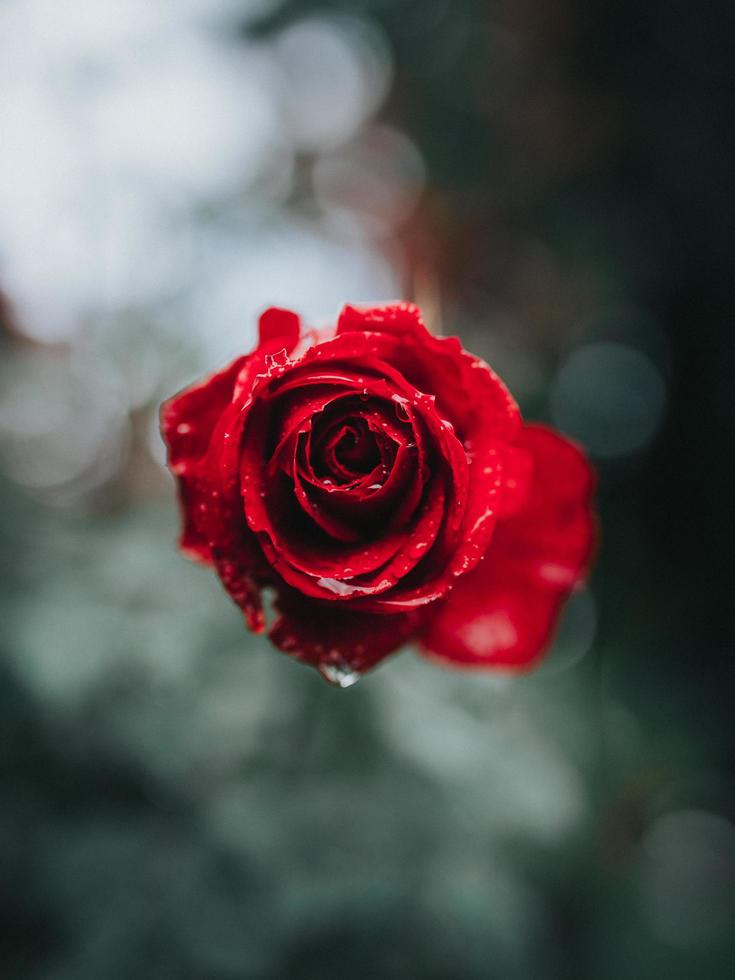 rosa rossa nella fotografia di messa a fuoco selettiva foto