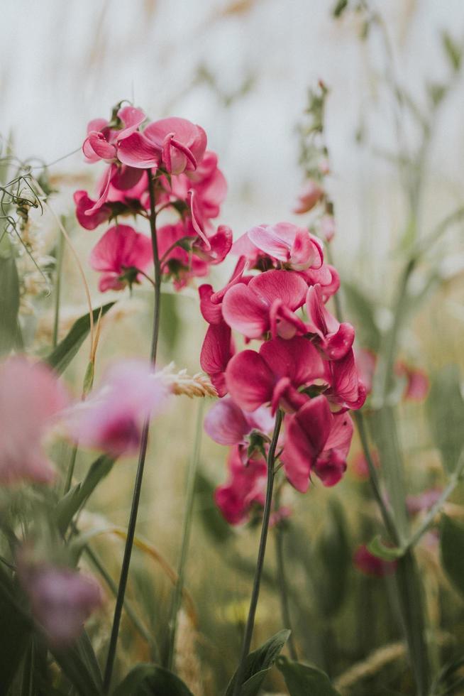 messa a fuoco selettiva fotografia di fiori foto