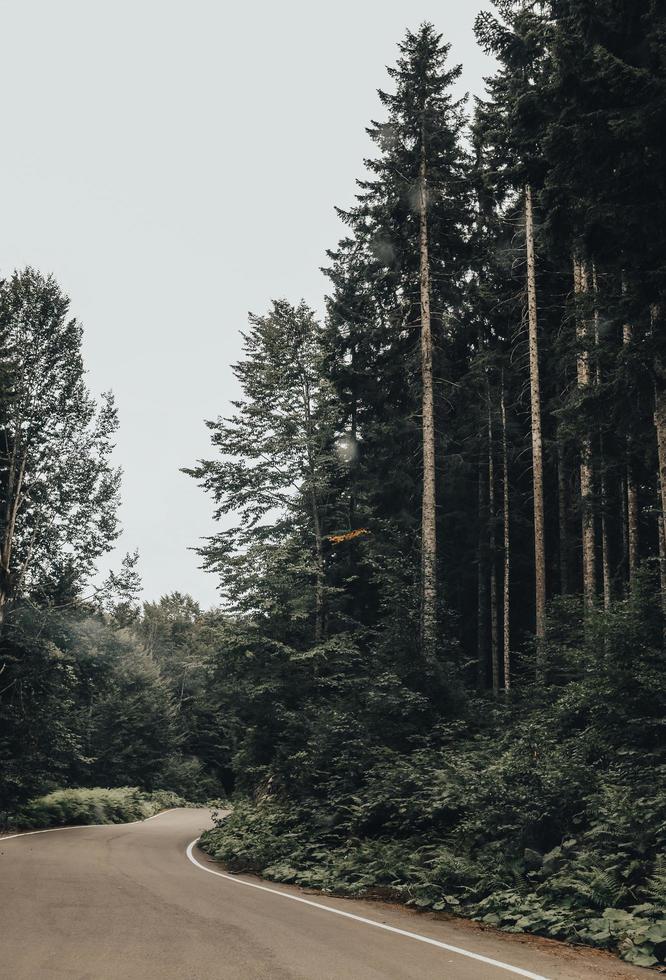 strada vicino ad alberi ad alto fusto foto