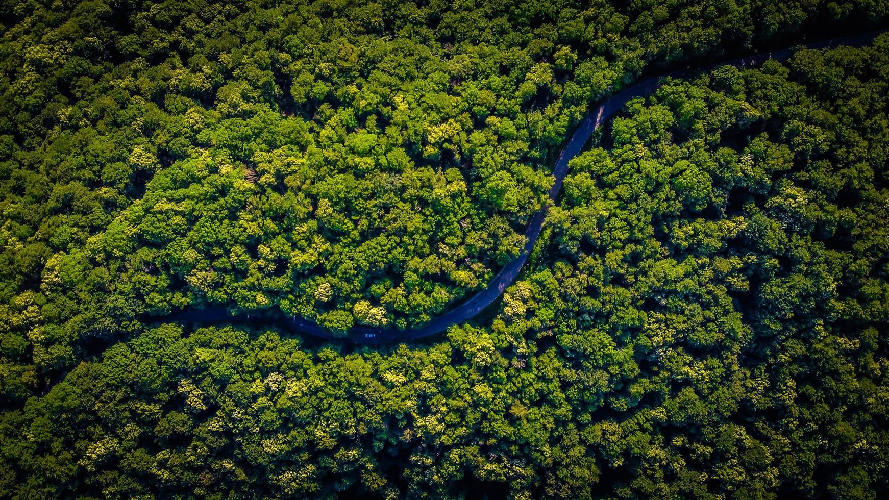 vista aerea di una strada e alberi verdi foto