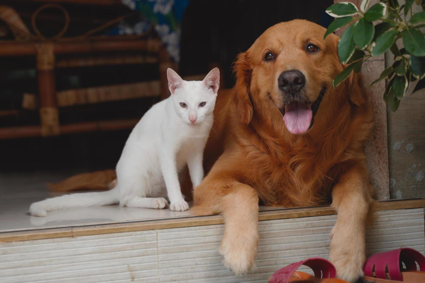 cane ang gatto amici foto