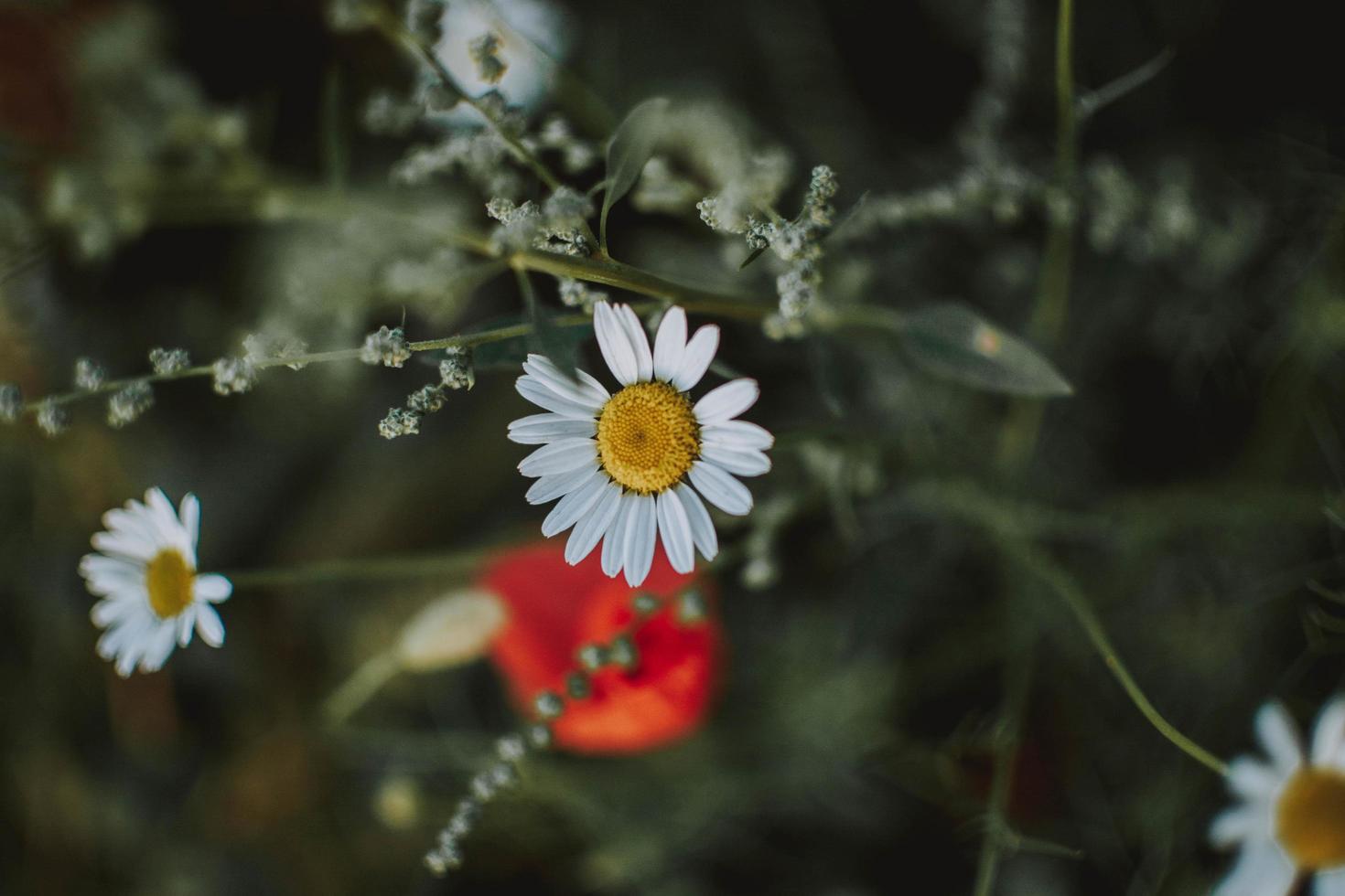 fiori bianchi e rossi foto