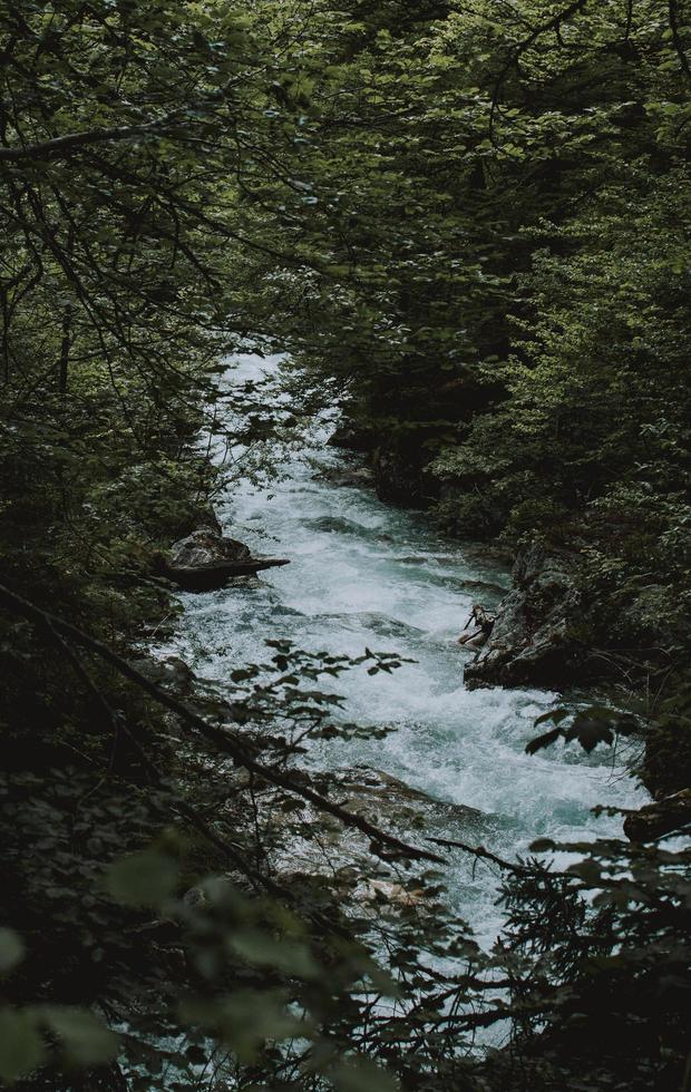 vista del fiume attraverso gli alberi foto