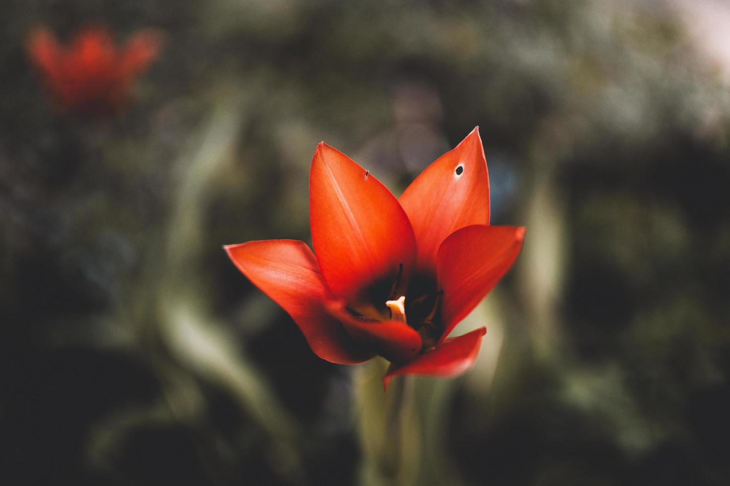 primo piano del fiore rosso foto