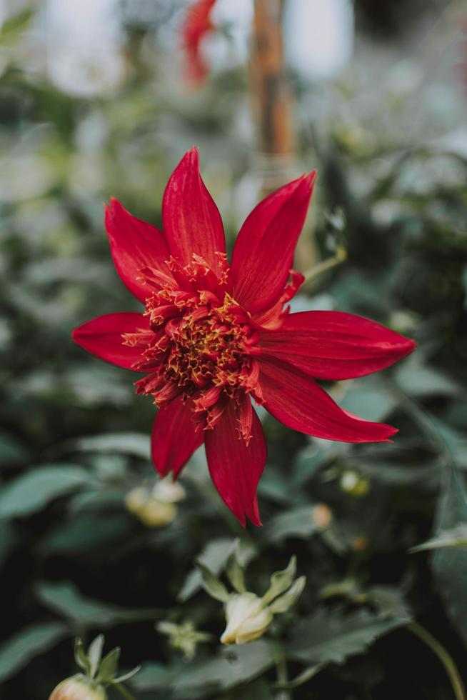 primo piano della dalia rossa foto