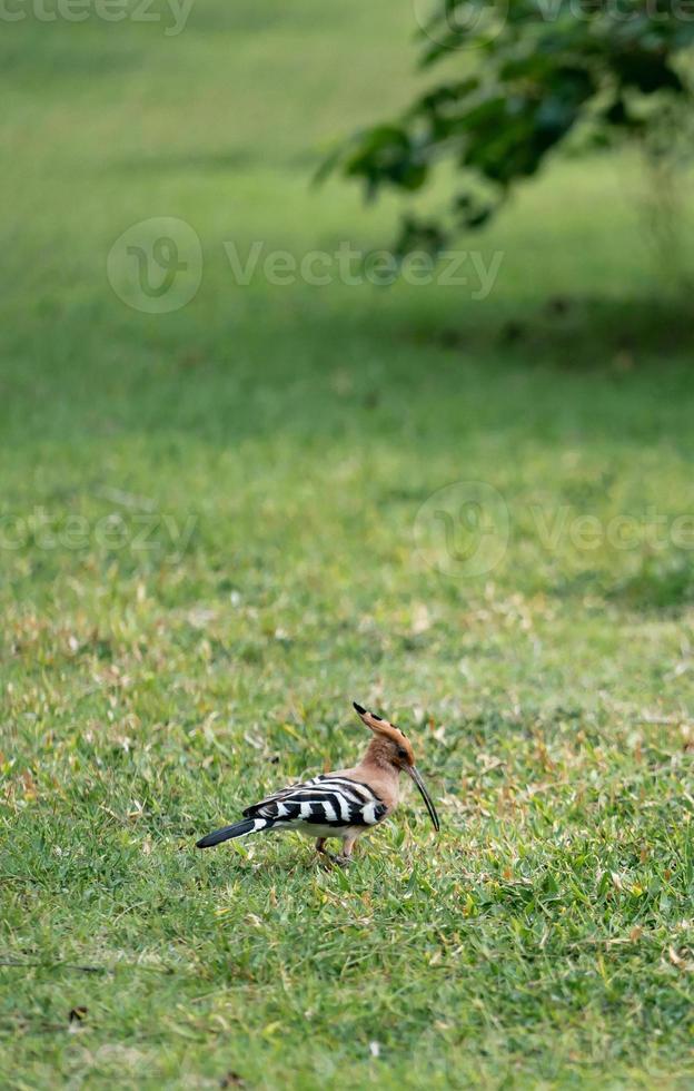 eurasiatico upupa upupa epops a piedi ricerca per cibo su il verde cortile. foto