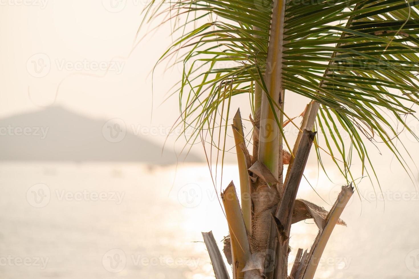tramonto al di sopra di il mare con Noce di cocco palma albero su il tropicale spiaggia e arancia pastello cielo. foto