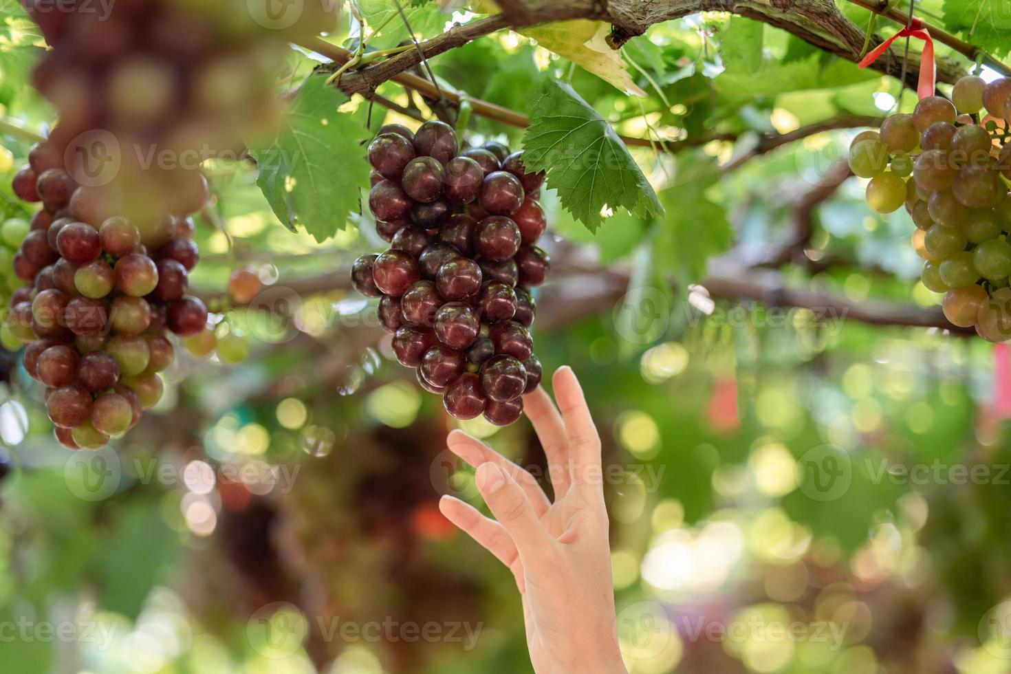 donna mano raccolta uva all'aperto nel vigneto. foto