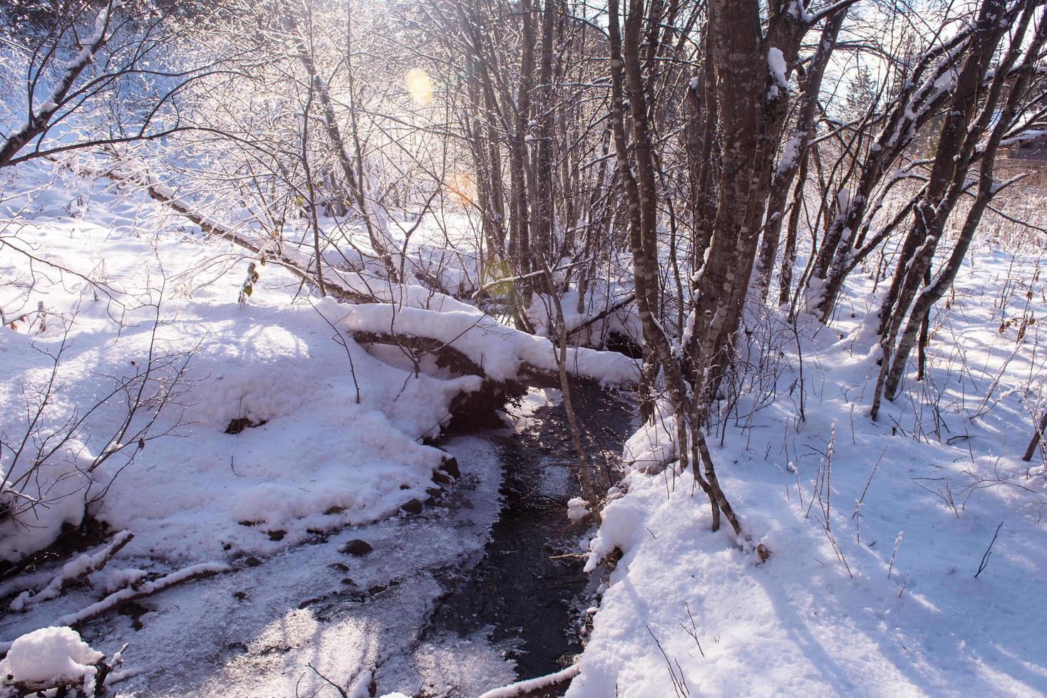 piccolo fiume nel il inverno foresta foto
