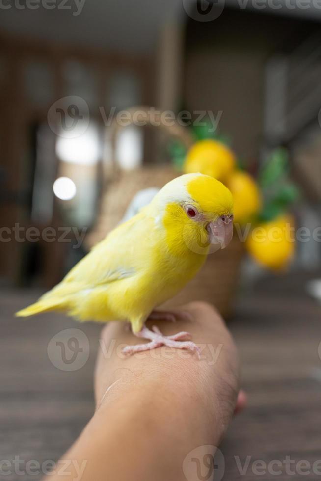forpus poco minuscolo pappagalli uccello è arroccato su il mano. foto