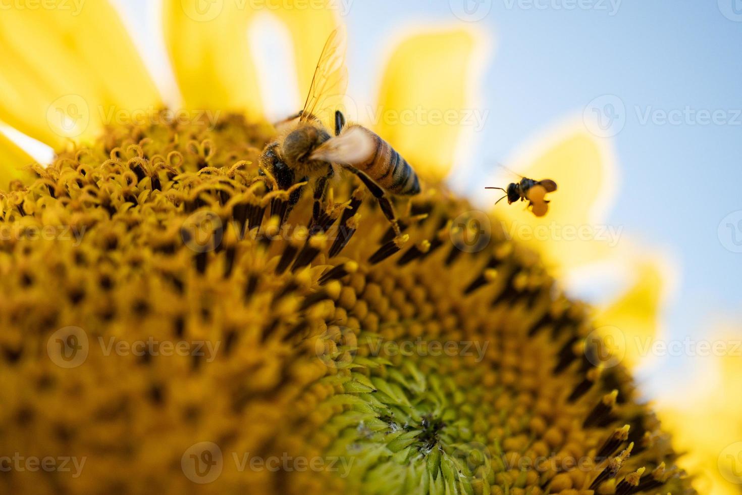 minuscolo miele ape impollinazione a partire dal giallo girasole nel il campo. foto