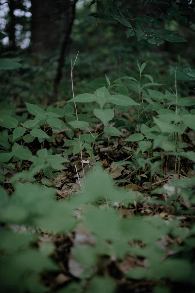 erba verde sotto gli alberi nella foresta foto