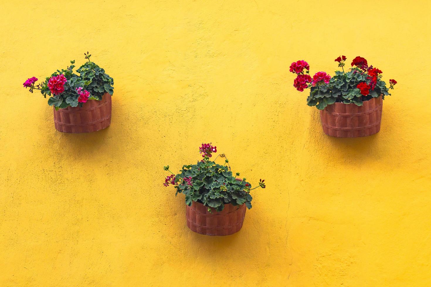 fiori in vaso petalo rosso con foglie verdi foto