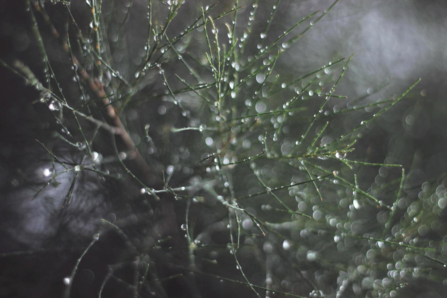 goccioline di acqua su un albero foto