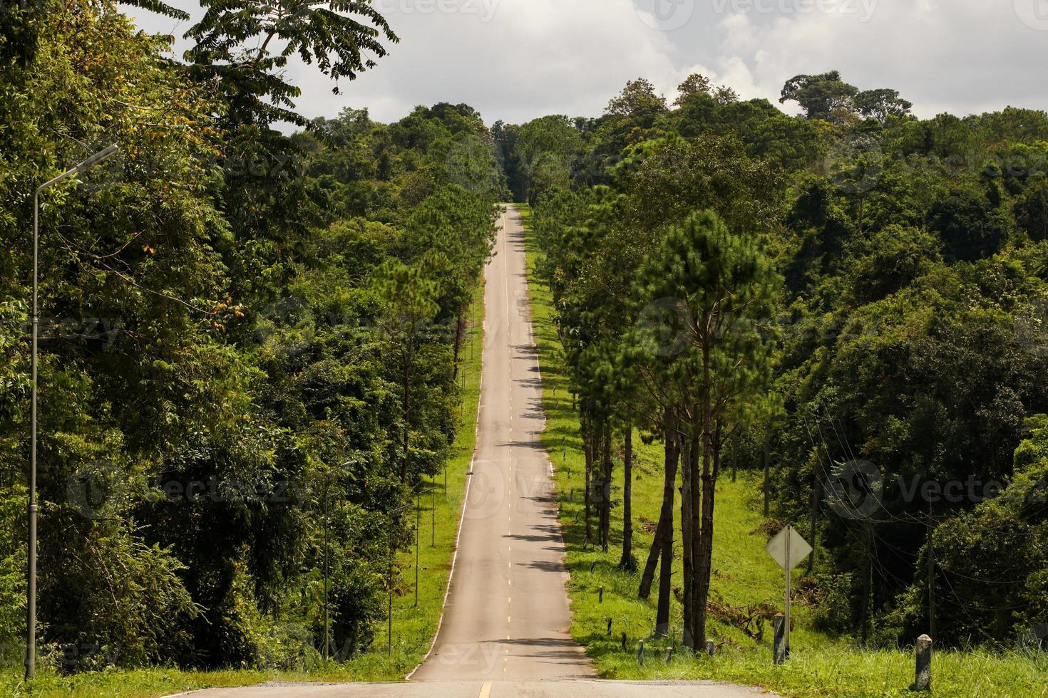 il asfalto strada su tutti e due lati di il strada era pieno con grande alberi. foto