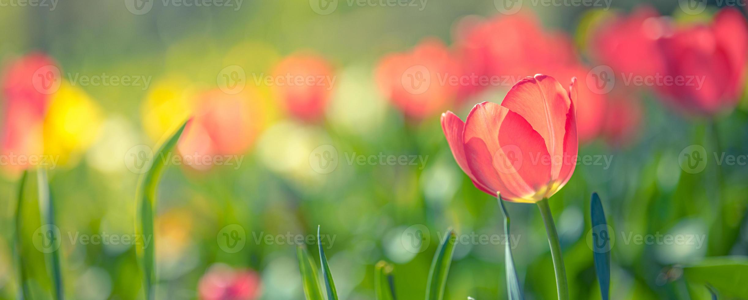 avvicinamento natura Visualizza di sorprendente rosso rosa tulipani fioritura nel giardino. primavera fiori sotto luce del sole. naturale soleggiato fiore impianti paesaggio e sfocato romantico fogliame. sereno panoramico natura bandiera foto