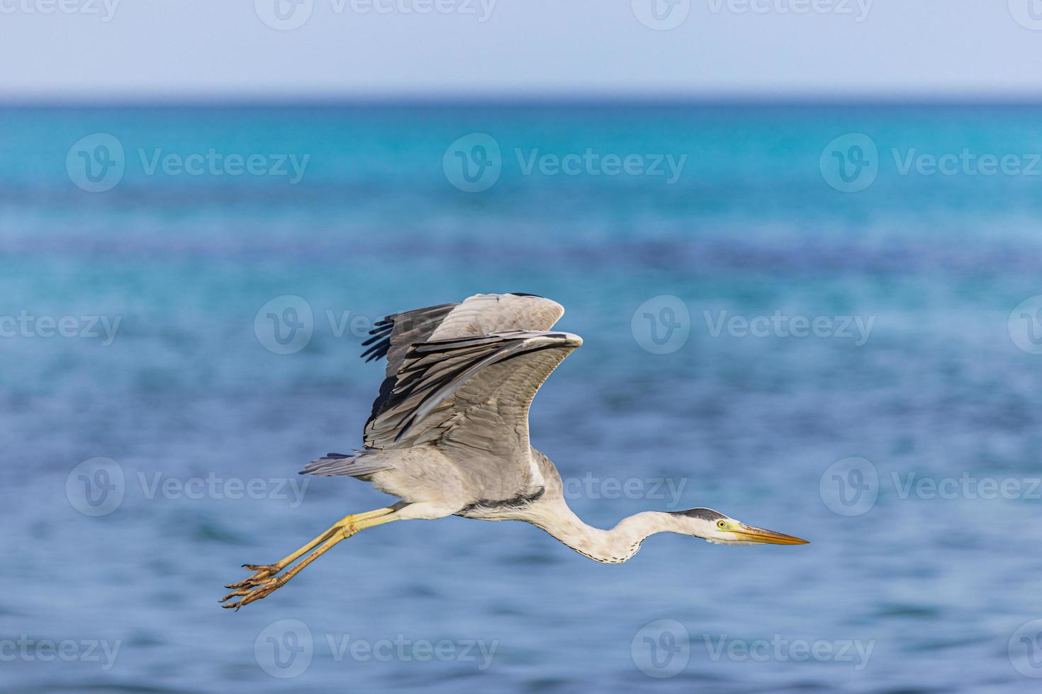 grigio airone ardea cinerea. volante contro blu cielo e tropicale oceano laguna. gigante uccello, piume e Ali a caccia per pesce al di sopra di mare acqua. animali selvatici, uccello fotografia foto