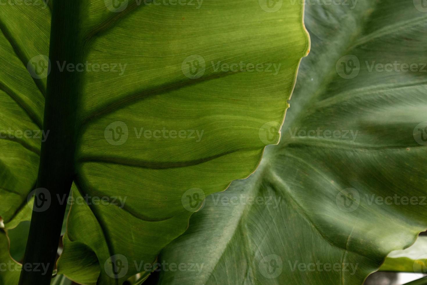 verde foglia struttura e dettaglio vicino su foto