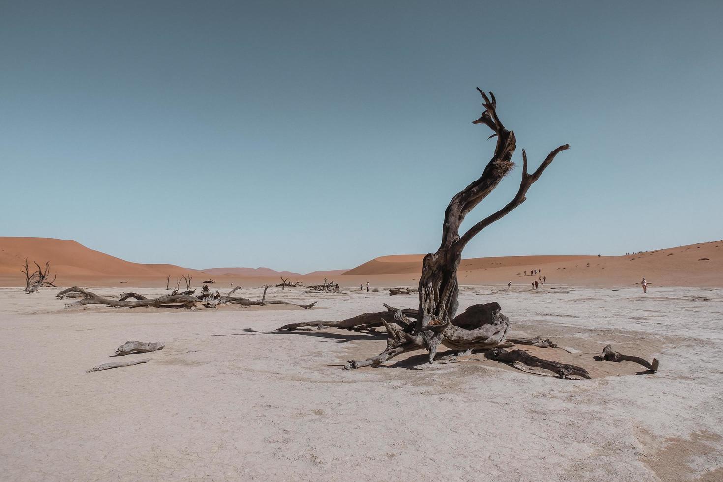 albero spoglio nel mezzo del deserto foto