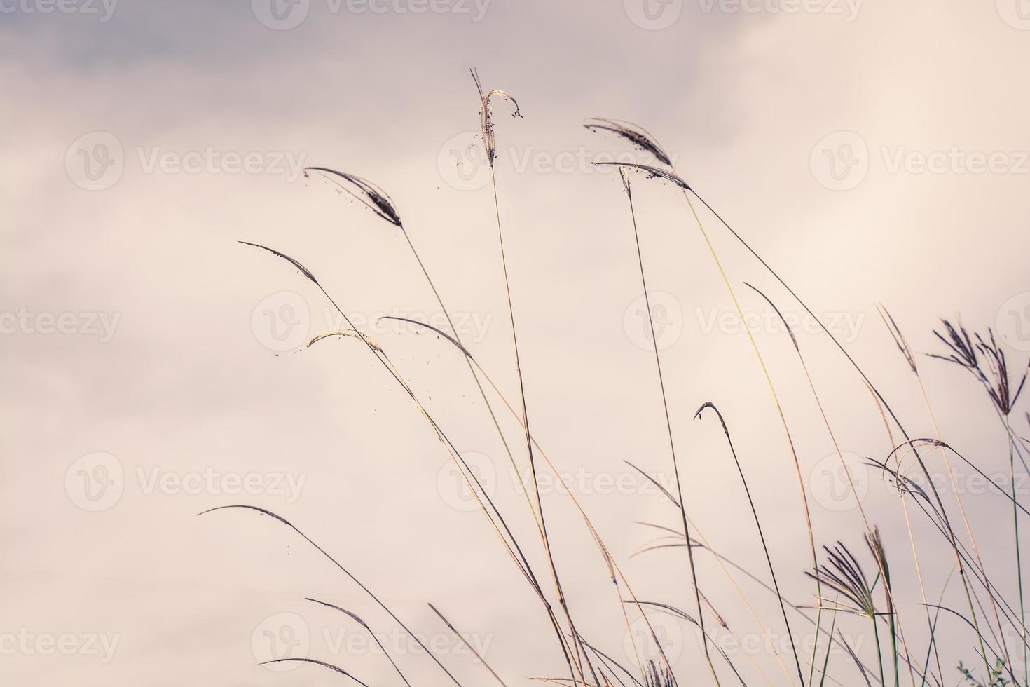 bellissimo primavera o estate natura sfondo con fresco erba foto