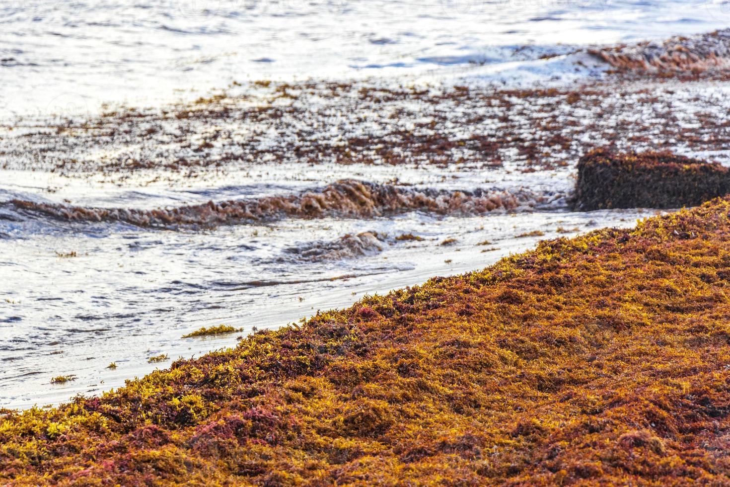 spiaggia molto disgustosa di alghe rosse sargazo playa del carmen messico. foto