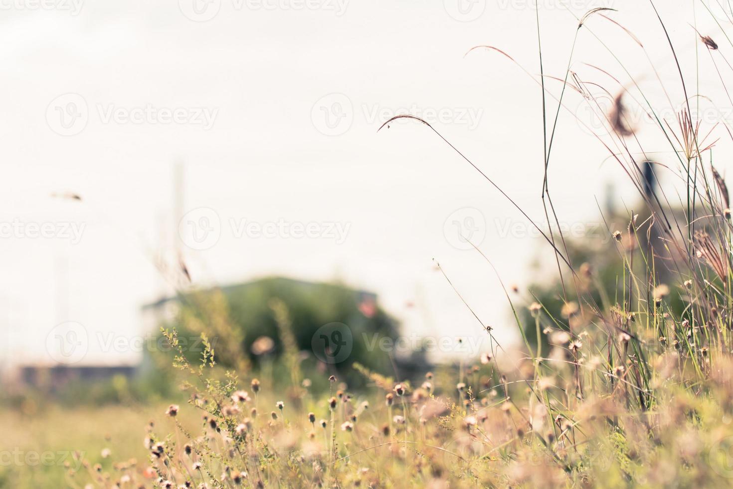 bellissimo primavera o estate natura sfondo con fresco erba foto