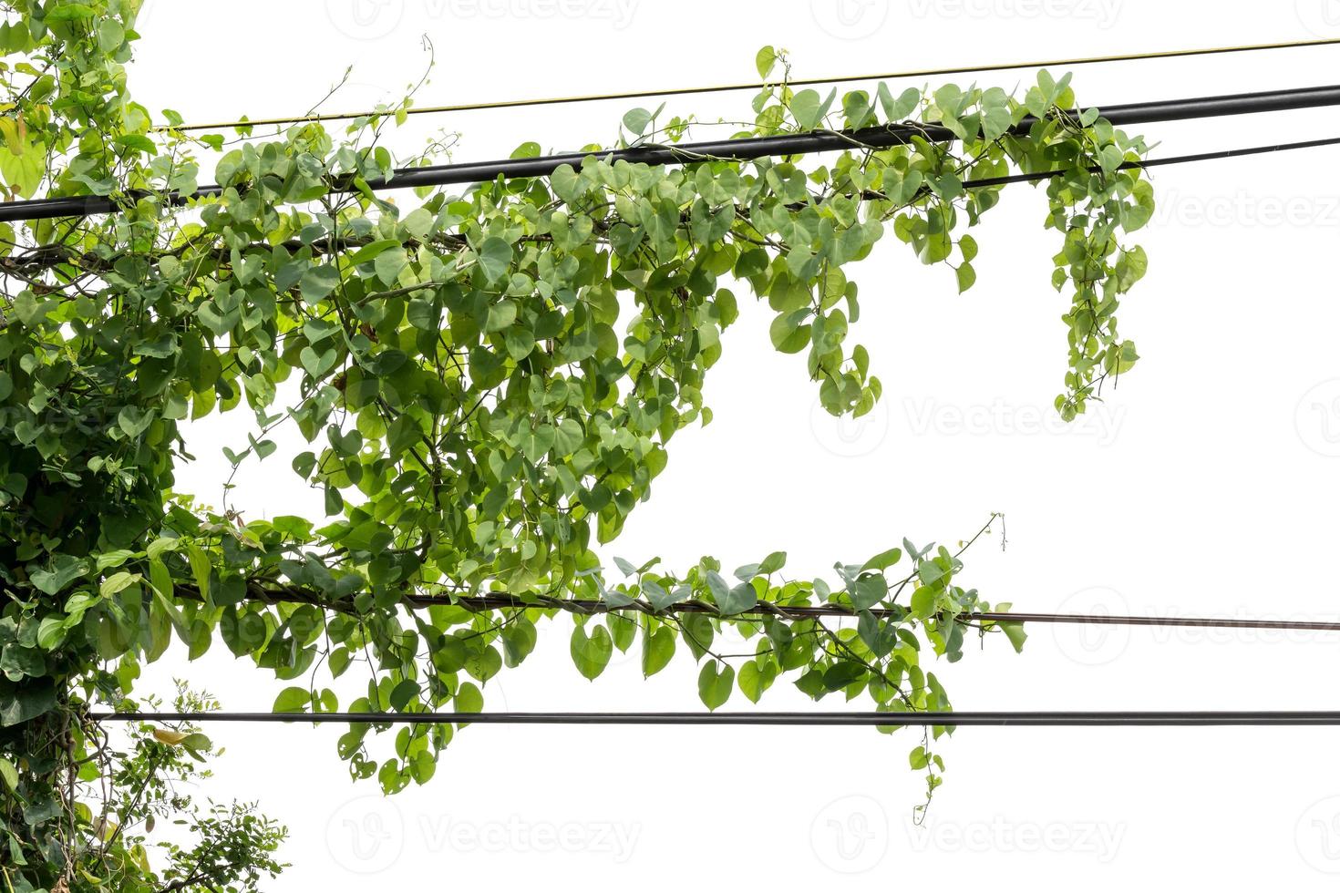 piante edera. viti su pali su sfondo bianco foto