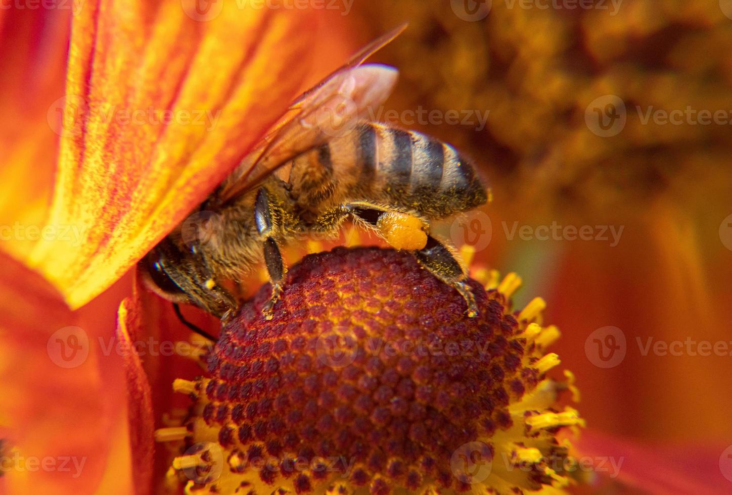 l'ape mellifera ricoperta di polline giallo beve il nettare, fiore impollinatore. sfondo floreale naturale ispiratore del giardino fiorito primaverile o estivo. vita di insetti, macro estrema primo piano fuoco selettivo foto