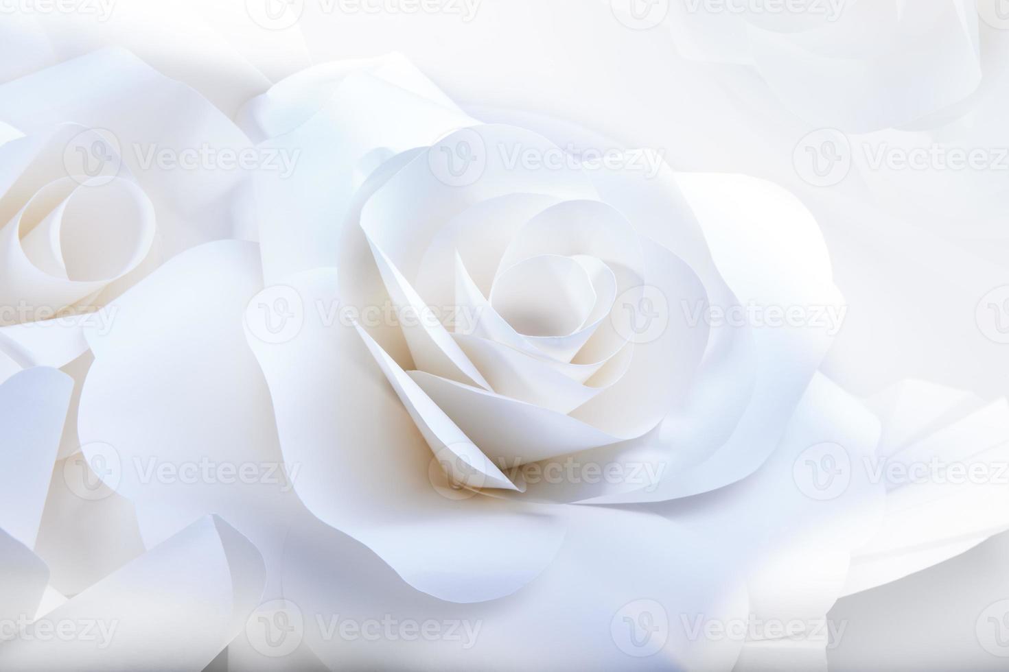 belle rose su sfondo bianco. foto