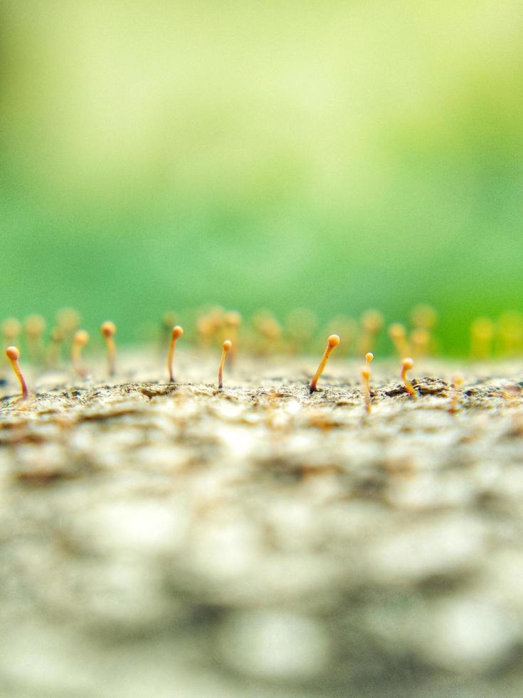 fotografia macro di funghi foto