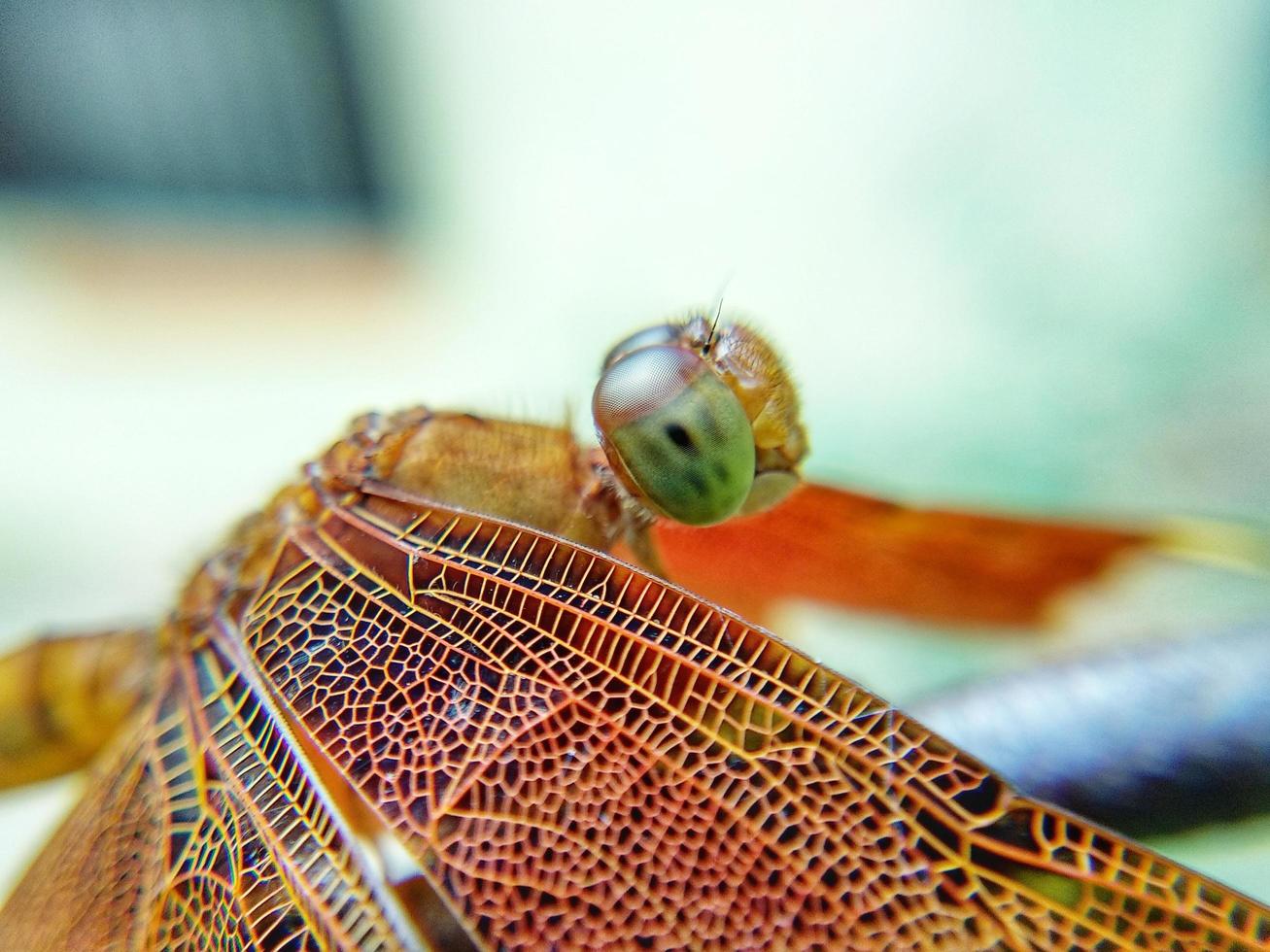 primo piano di una libellula foto