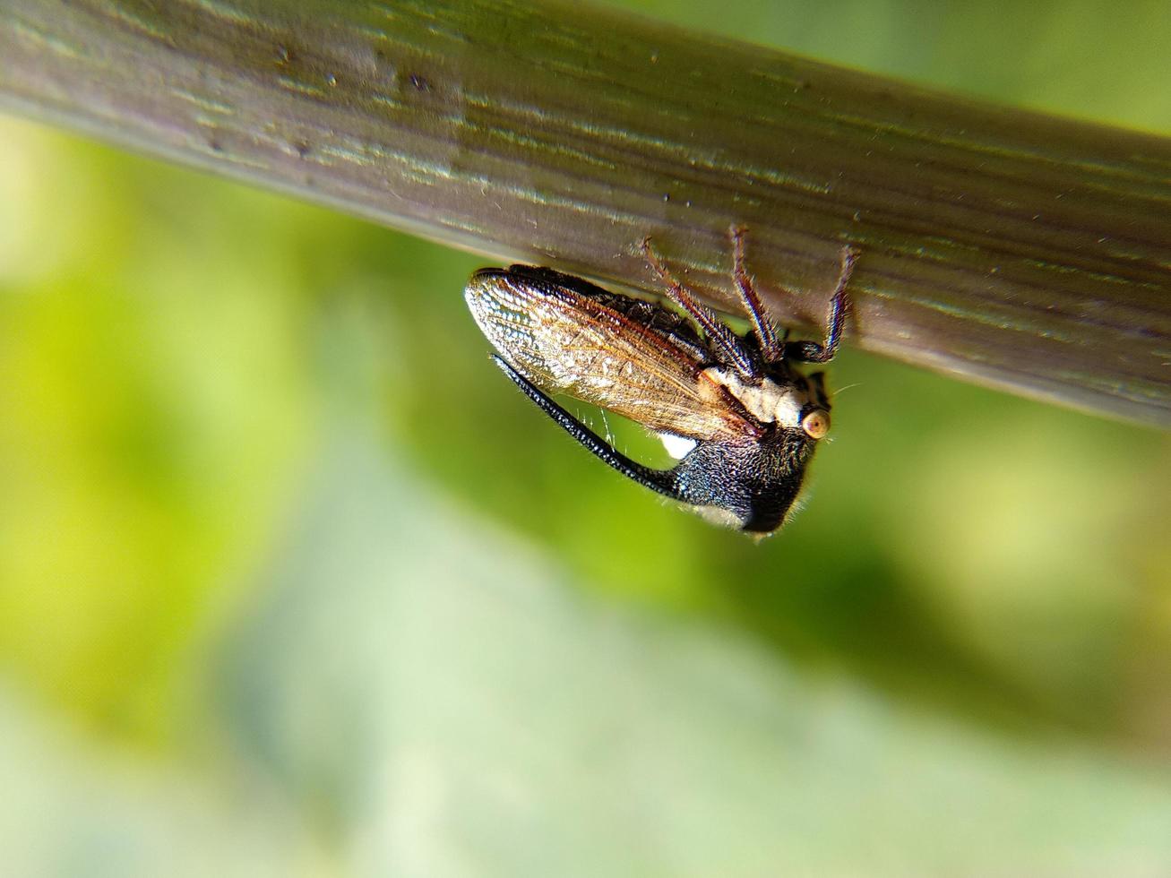 primo piano di insetti sul ramo foto