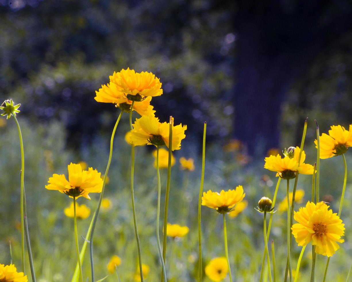 fiori di campo gialli che crescono in un campo foto