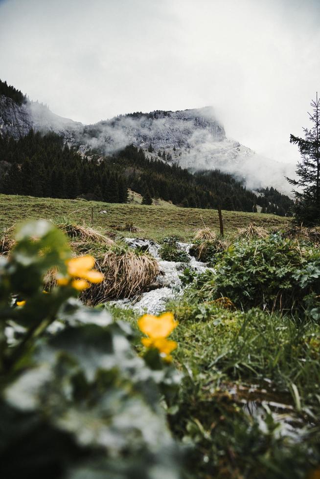 montagne nebbiose e fiori gialli foto