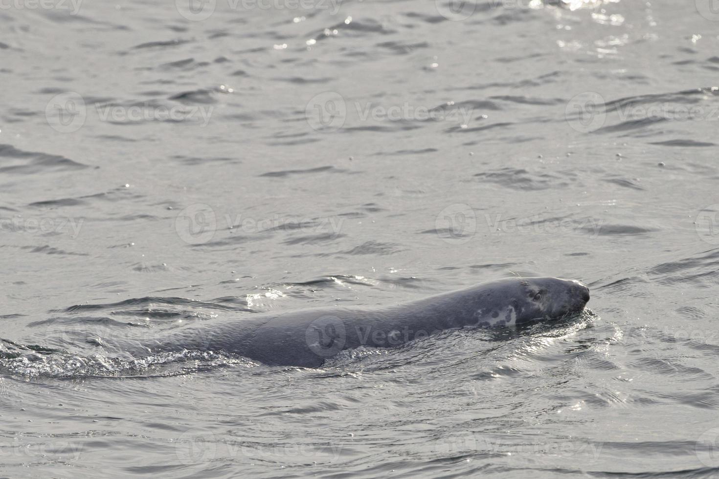 un' foca mentre nuoto foto