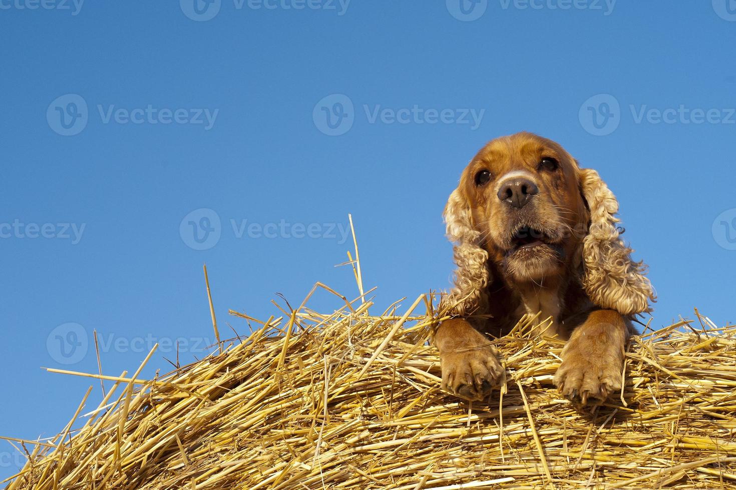 cocker spaniel cane guardare a voi foto