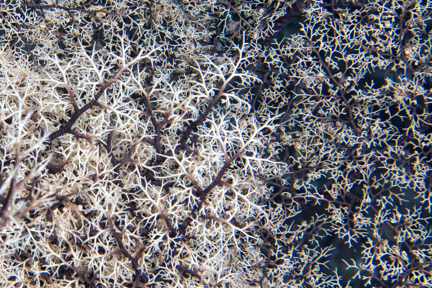 crinoide mare stella tentacoli dettaglio foto