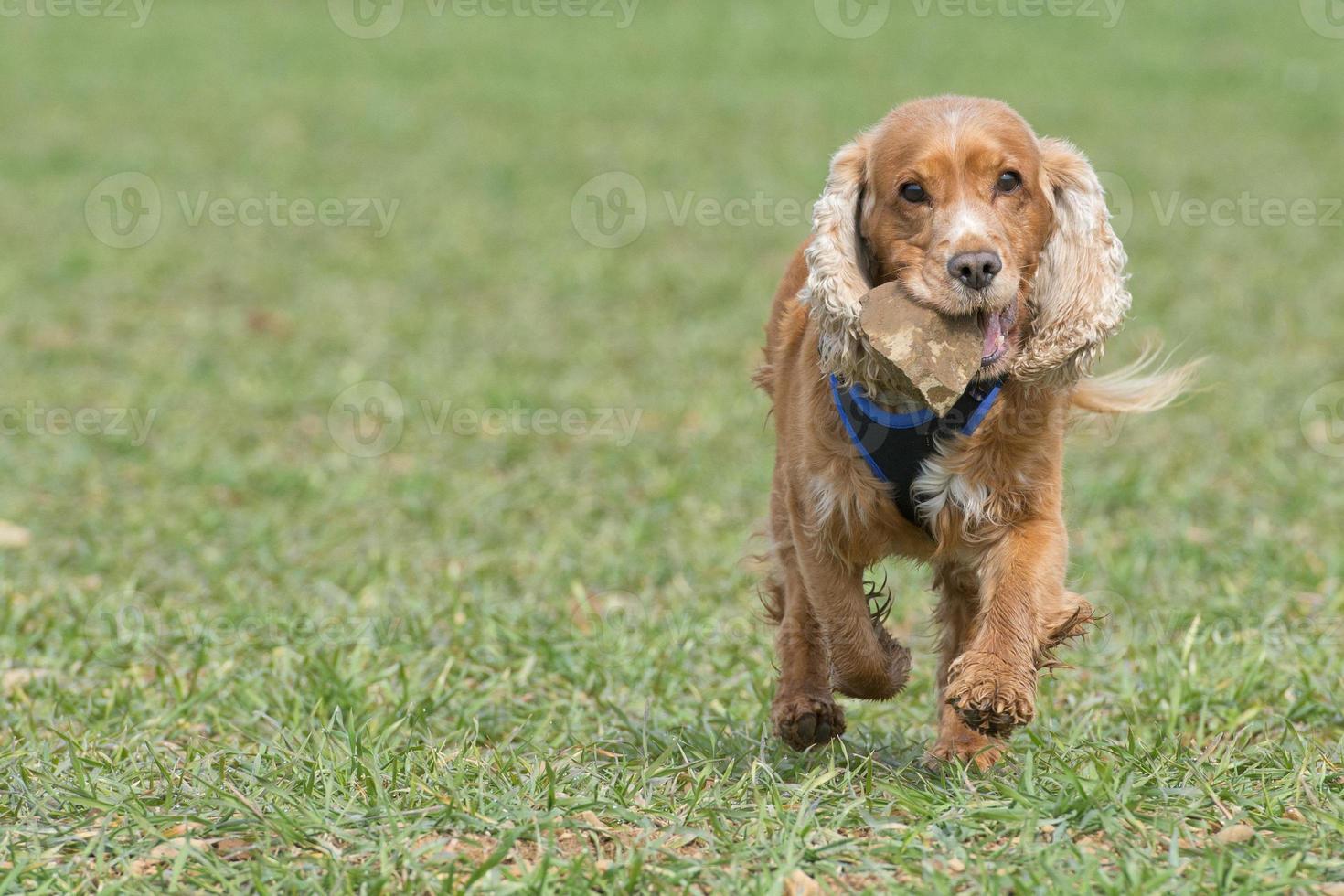 cucciolo di cane cocker spaniel foto