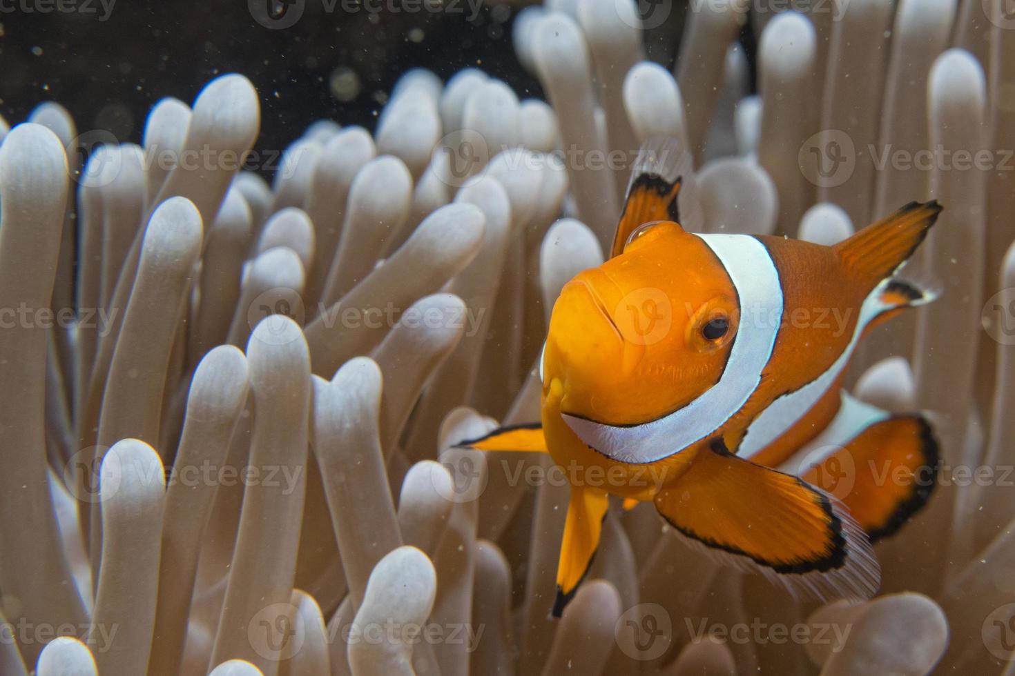 clown pesce mentre guardare a voi a partire dal anemone foto