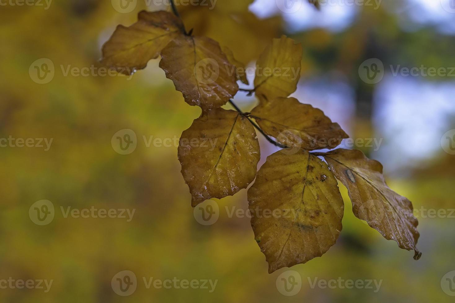 autunno le foglie su il ramo foto