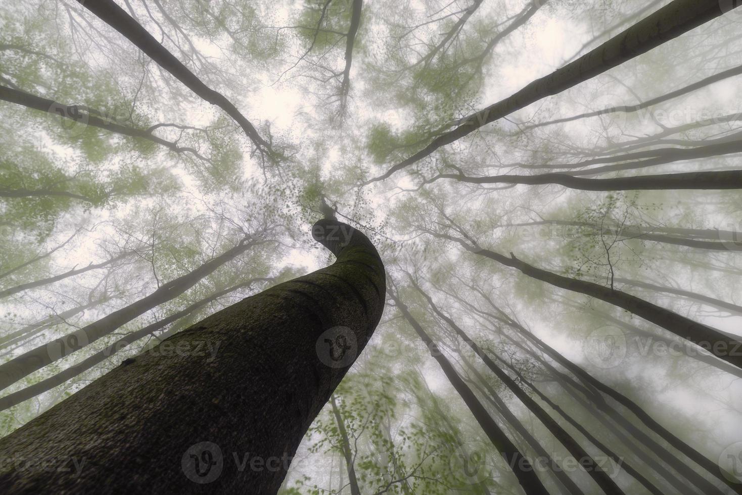 corona di alberi primaverili foto