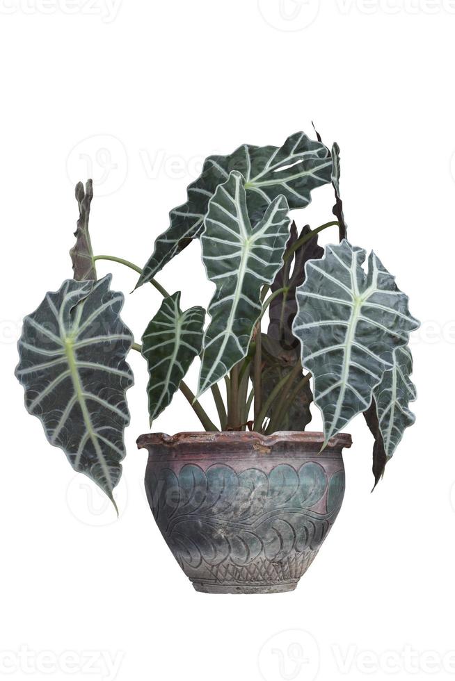 alocasia amazonica polly nel pentola isolato su bianca sfondo. foto