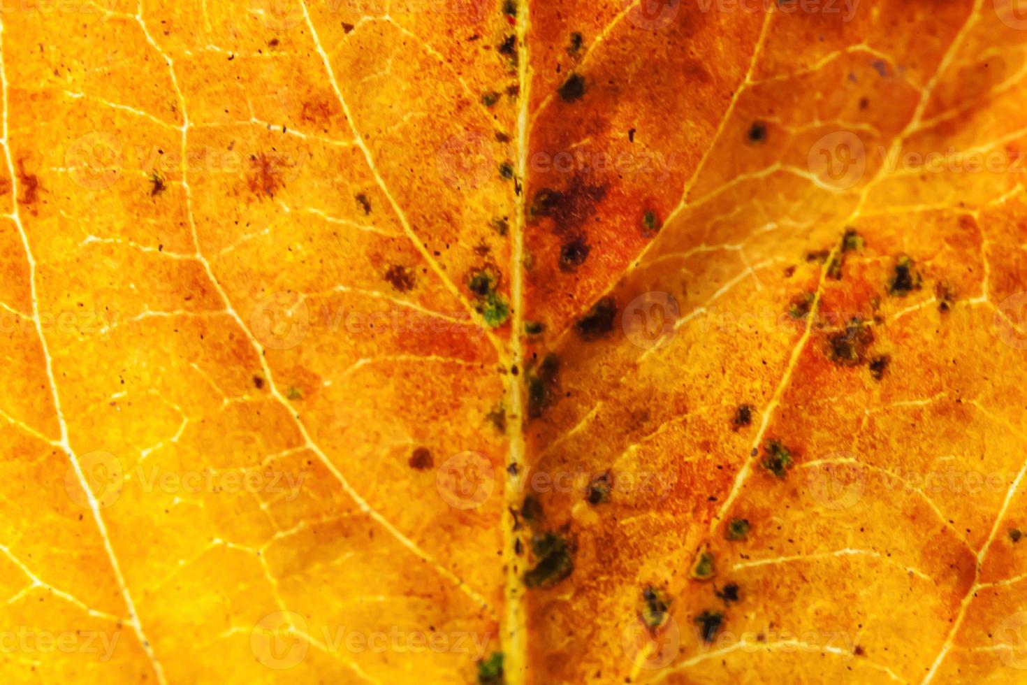 avvicinamento autunno autunno estremo macro struttura Visualizza di rosso arancia verde legna foglio albero foglia splendore nel sole sfondo. ispirazione natura ottobre o settembre sfondo. modificare di le stagioni concetto. foto