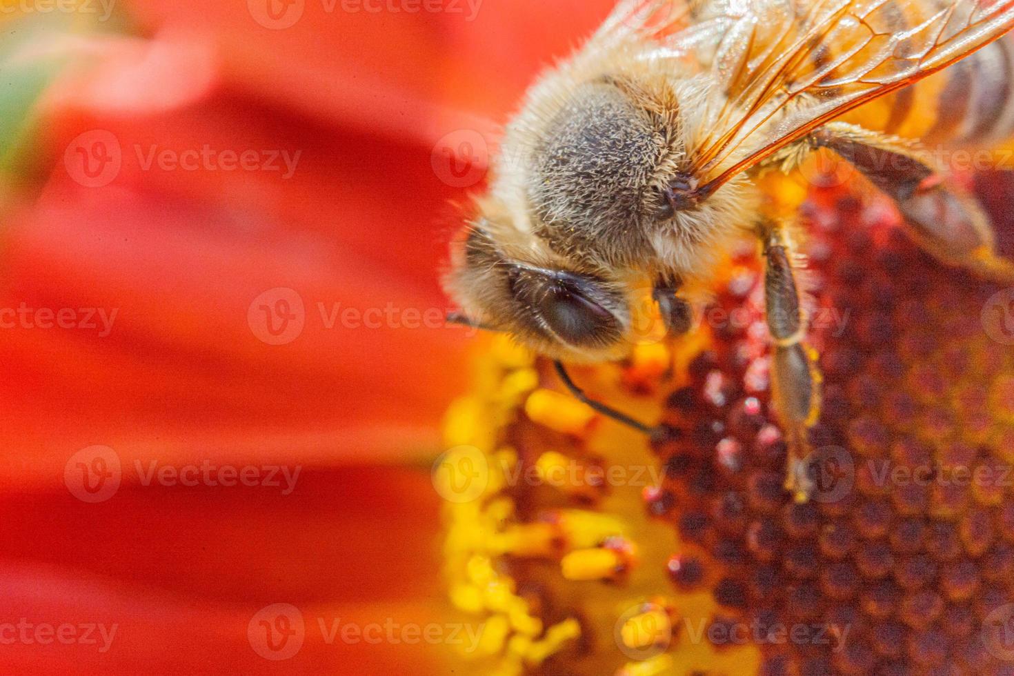 miele ape coperto con giallo polline bevanda nettare, impollinazione arancia fiore. ispirazione naturale floreale primavera o estate fioritura giardino sfondo. vita di insetti. macro vicino su selettivo messa a fuoco. foto