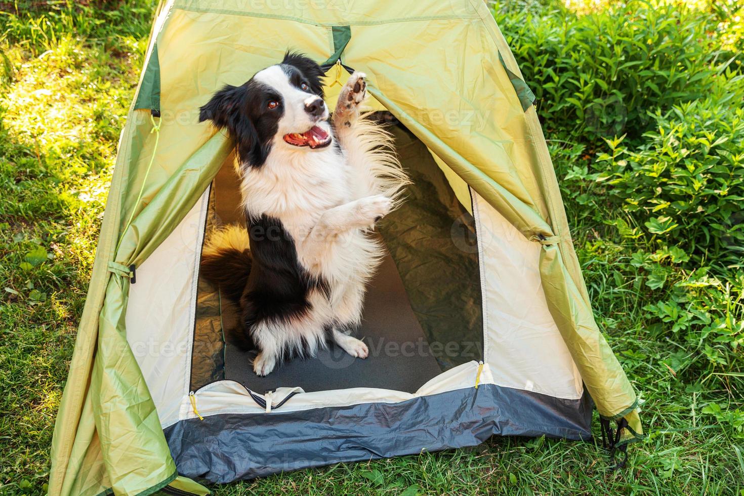 all'aperto ritratto di carino divertente cucciolo cane confine collie seduta dentro nel campeggio tenda. animale domestico viaggio avventura con cane compagno. custode e campeggio protezione. viaggio turismo concetto foto