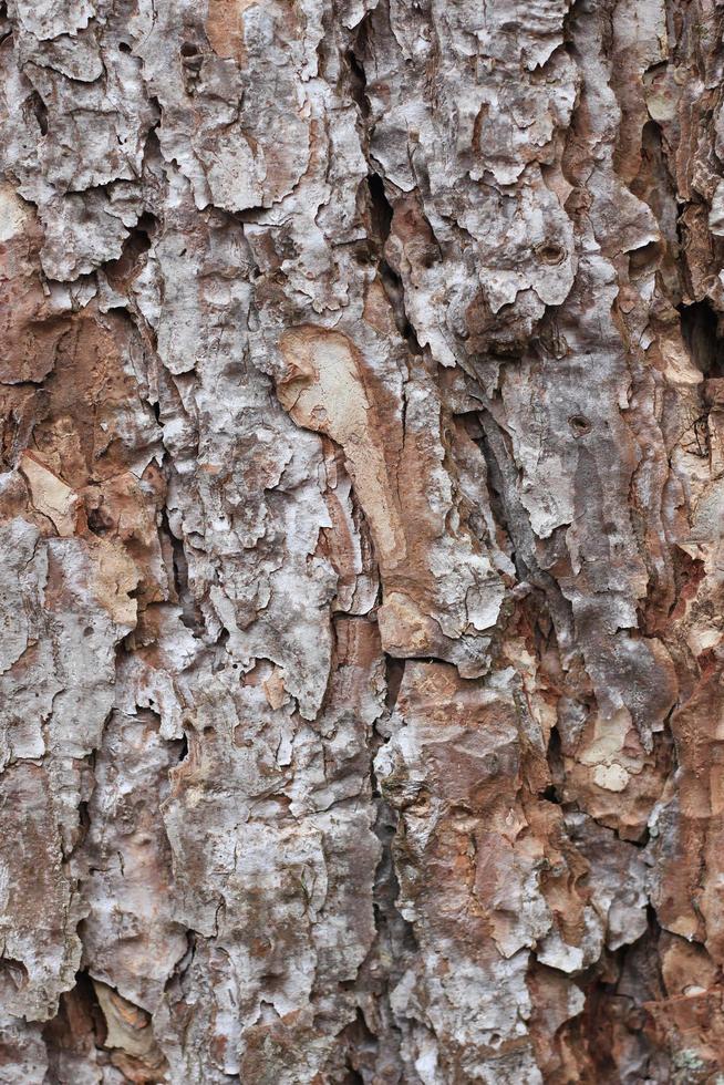 Cracked pino abbaiare nel il inverno foresta foto
